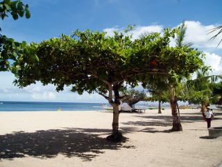 �T�k�[���r�[�`�i�C���[�W�j�b�O�Y�O�_�����[���h Guzugudan World